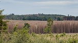 Eindrücke aus dem Oberharz zwischen Trautenstein und Sophienhof (Foto: privat)