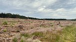 Eindrücke aus dem Oberharz zwischen Trautenstein und Sophienhof (Foto: privat)