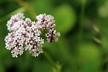 botanische Wanderung vor der eigenen Haustür (Foto: Landschaftspflegeverband Südharz/Kyffhäuser)