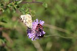 botanische Wanderung vor der eigenen Haustür (Foto: Landschaftspflegeverband Südharz/Kyffhäuser)