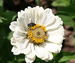 Es summt und brummt im Garten (Foto: Ulrich Reinboth)