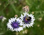 Es summt und brummt im Garten (Foto: Ulrich Reinboth)