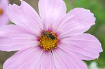 Es summt und brummt im Garten (Foto: Ulrich Reinboth)