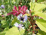 Es summt und brummt im Garten (Foto: Ulrich Reinboth)