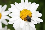 Es summt und brummt im Garten (Foto: Ulrich Reinboth)