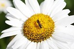 Es summt und brummt im Garten (Foto: Ulrich Reinboth)