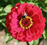 Es summt und brummt im Garten (Foto: Ulrich Reinboth)