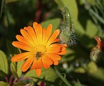 Es summt und brummt im Garten (Foto: Ulrich Reinboth)