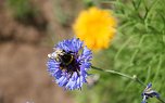 Es summt und brummt im Garten (Foto: Ulrich Reinboth)