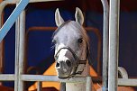 Circus Salto gastiert in Sondershausen (Foto: Eva Maria Wiegand)