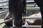 Circus Salto gastiert in Sondershausen - ein ganz besonders großes Pferd ist in der Tiershow zu sehen (Foto: Eva Maria Wiegand)