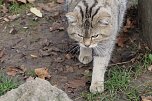 Fütterung der Wildkatzen im Wildkatzendorf Hütescheroda (Foto: Eva Maria Wiegand)