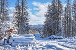 Winterspaziergang im Harz (Foto: Michael Wille)