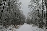 Winter im Kyffhäuserwald (Foto: Ulrich Reinboth)