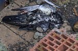 Revierkämpfe führen nicht selten zum Tod mehrere Tauben (Foto: emw)