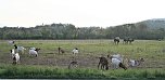 Schnappschüsse aus der Goldenen Aue (Foto: Ulrich Reinboth)