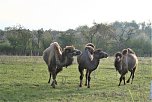 Schnappschüsse aus der Goldenen Aue (Foto: Ulrich Reinboth)