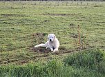 Schnappschüsse aus der Goldenen Aue (Foto: Ulrich Reinboth)