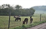 Schnappschüsse aus der Goldenen Aue (Foto: Ulrich Reinboth)