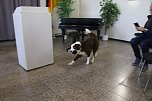 Besuch bei der Nordhäuser Hundestaffel (Foto: agl)