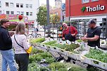 Geranienmarkt auf dem Rathausplatz (Foto: Cornelia Wilhelm)