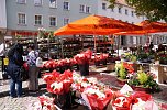 Geranienmarkt auf dem Rathausplatz (Foto: Cornelia Wilhelm)