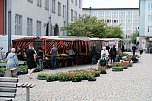 Geranienmarkt am Rathaus (Foto: Peter Blei)