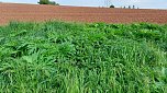 Riesen-Bärenklau ist eine Gefahr für Wanderer und Landwirtschaft (Foto: nnz)