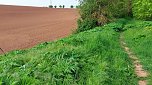 Riesen-Bärenklau ist eine Gefahr für Wanderer und Landwirtschaft (Foto: nnz)