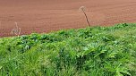 Riesen-Bärenklau ist eine Gefahr für Wanderer und Landwirtschaft (Foto: nnz)