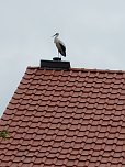 Beobachtung einer Seltenheit (Foto: Detlef Zeitler)