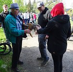 Hähnekrähen in Etzleben (Foto: Peter Keßler)