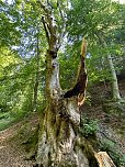 Der 400 Jahre alte "Großmutter"-Baum am Kohnstein gefallen (Foto: Steffen Iffland)