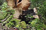 Der Rest einer Buche (Foto: Kurt Frank)