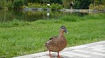 Stippvisite bei der Landesgartenschau in Bad Gandersheim (Foto: nnz)