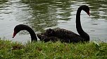 Stippvisite bei der Landesgartenschau in Bad Gandersheim (Foto: nnz)