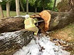 Angezünderter Baum im Schlosspark (Foto: S. Dietzel)