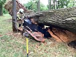 Angezünderter Baum im Schlosspark (Foto: S. Dietzel)