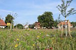 Blütenpracht am Hesseröder Dorfanger (Foto: agl)