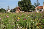 Blütenpracht am Hesseröder Dorfanger (Foto: agl)