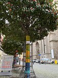 Kunstvolle Wollkreationen schmücken die Bäume der Bad Langensalzaer Altstadt (Foto: oas)