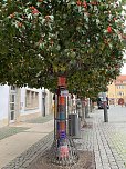 Kunstvolle Wollkreationen schmücken die Bäume der Bad Langensalzaer Altstadt (Foto: oas)