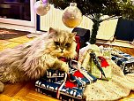 Willy und die Weihnachtsgeschenke (Foto: Anja Z.)