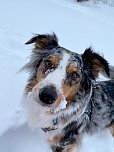 Familienhund Mila im Schnee (Foto: Anna Dommnick)