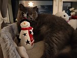 Der British-Kurzhaar ist kein wirklicher Fan von Weihnachten und hat sich auch schon regelmäßig als Weihnachtsbaummörder bewiesen (Foto: Familie Kramer und Müller aus Nordhausen)