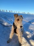 Rüde Prince tobt im Schnee und hat großen Spaß dabei (Foto: Marleen Biering)