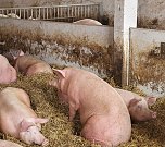 Zu Besuch auf dem Bauernhof (Foto: Stefan Schard)