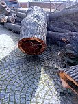 Baumfällung im Ringau unvermeidlich (Foto: Stadt Leinefelde-Worbis)