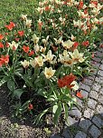 Florale Impressionen aus Bad Langensalza  (Foto: Eva Maria Wiegand)
