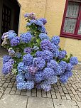 Florale Impressionen aus Bad Langensalza  (Foto: Eva Maria Wiegand)
